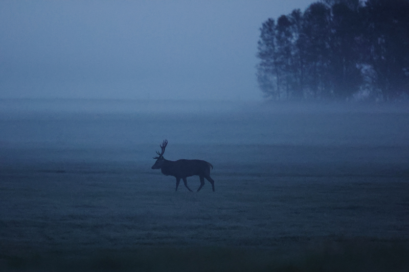 Cerf