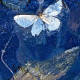 Denis-Vautravers---Papillon-Coul
