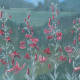 Tableaux-Buttes-8