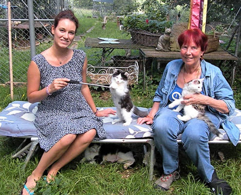 SOS-Chats-actus-1