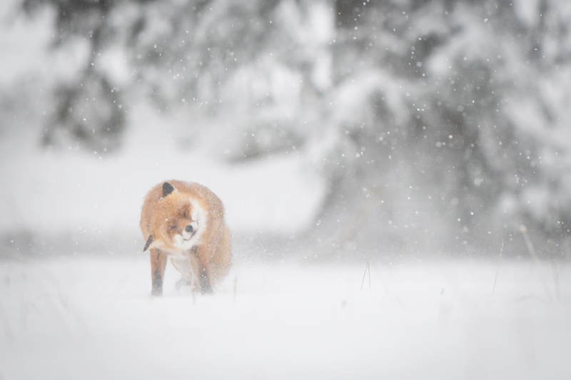 03-VDT_Renard_tempete