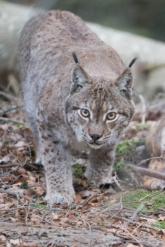 02-VDT_Lynx