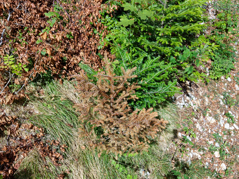 Foret-1