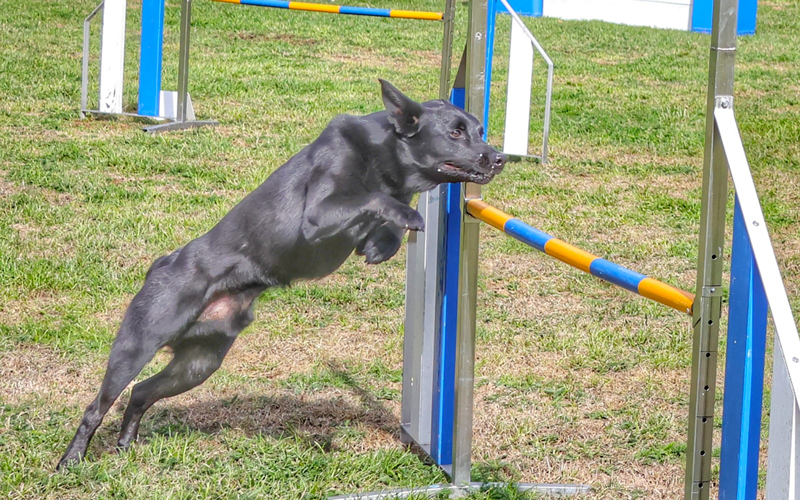 agility